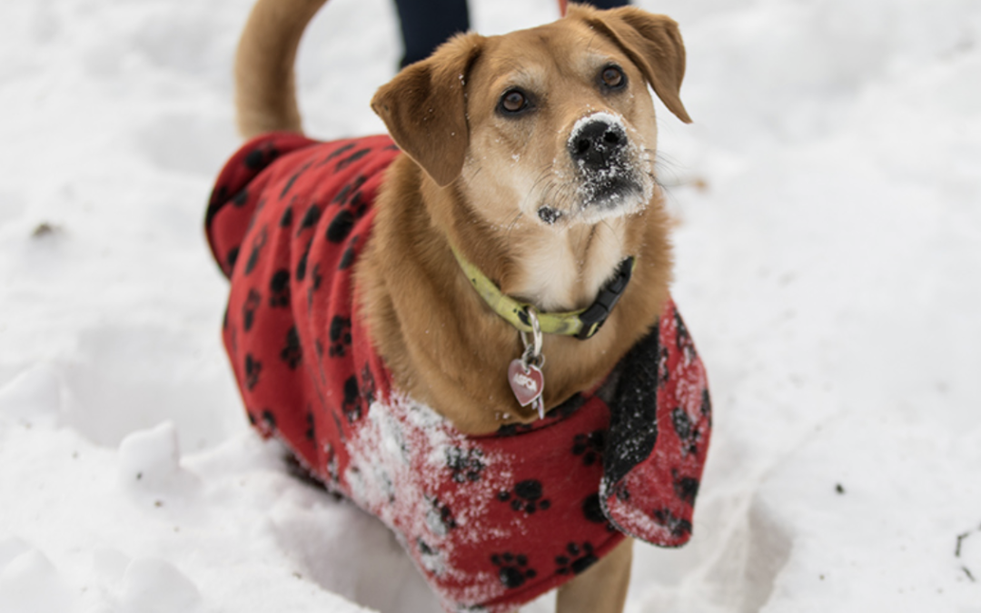 Winter Is Coming! Here’s How to Keep Your Pets Safe – ASPCA